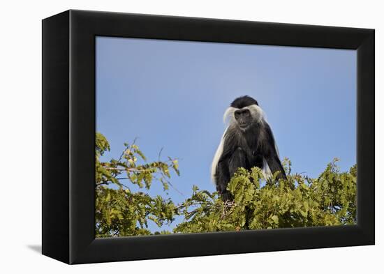 Angola colobus (Angolan black-and-white colobus) (Angolan colobus) (Colobus angolensis), Selous Gam-James Hager-Framed Premier Image Canvas