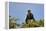 Angola colobus (Angolan black-and-white colobus) (Angolan colobus) (Colobus angolensis), Selous Gam-James Hager-Framed Premier Image Canvas