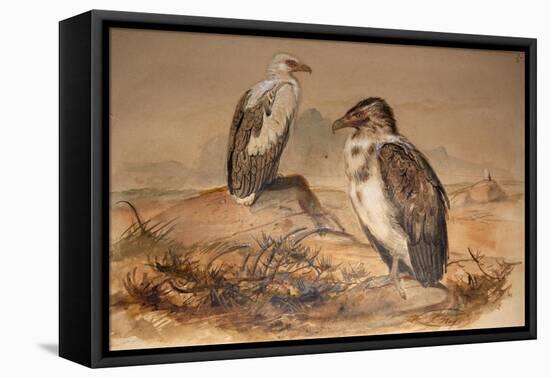 Angola Vulture (Gypohierax Angolensis), 1856-67-Joseph Wolf-Framed Premier Image Canvas