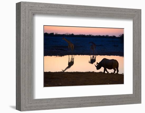 Angolan Giraffes (Giraffa Camelopardalis Angolensis) and Black Rhinoceros (Diceros Bicornis)-Eric Baccega-Framed Photographic Print