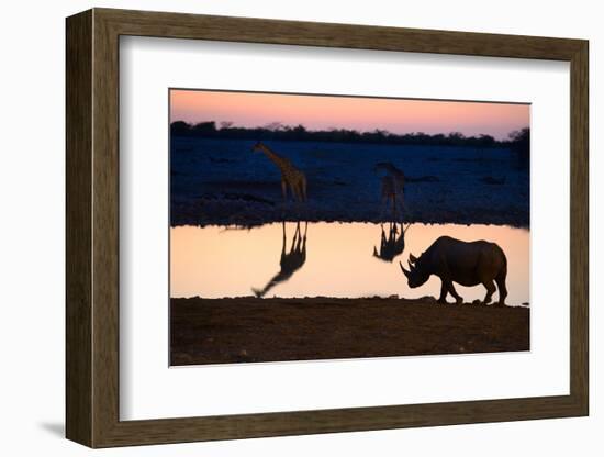 Angolan Giraffes (Giraffa Camelopardalis Angolensis) and Black Rhinoceros (Diceros Bicornis)-Eric Baccega-Framed Photographic Print