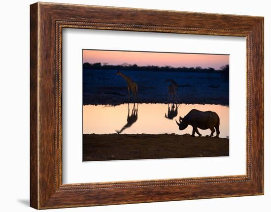 Angolan Giraffes (Giraffa Camelopardalis Angolensis) and Black Rhinoceros (Diceros Bicornis)-Eric Baccega-Framed Photographic Print