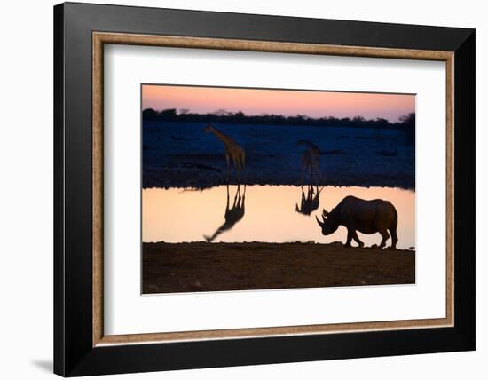 Angolan Giraffes (Giraffa Camelopardalis Angolensis) and Black Rhinoceros (Diceros Bicornis)-Eric Baccega-Framed Photographic Print