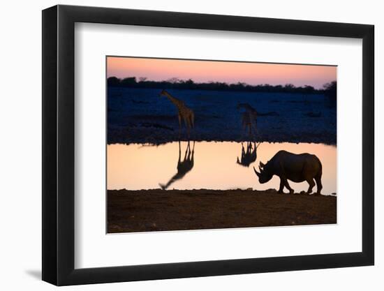 Angolan Giraffes (Giraffa Camelopardalis Angolensis) and Black Rhinoceros (Diceros Bicornis)-Eric Baccega-Framed Photographic Print