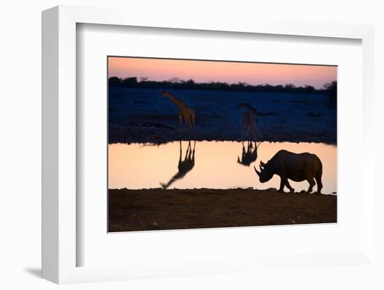 Angolan Giraffes (Giraffa Camelopardalis Angolensis) and Black Rhinoceros (Diceros Bicornis)-Eric Baccega-Framed Photographic Print