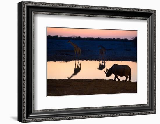 Angolan Giraffes (Giraffa Camelopardalis Angolensis) and Black Rhinoceros (Diceros Bicornis)-Eric Baccega-Framed Photographic Print