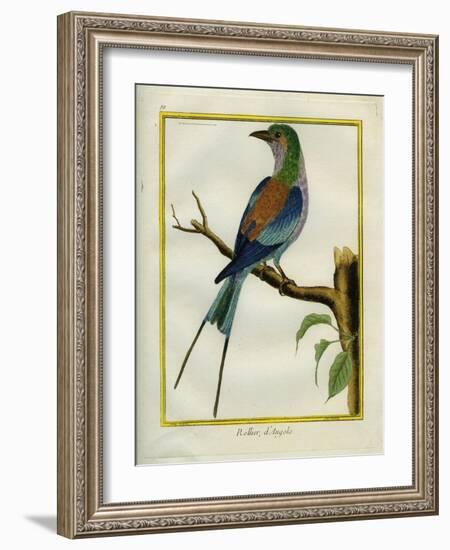 Angolan Roller-Georges-Louis Buffon-Framed Giclee Print