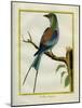 Angolan Roller-Georges-Louis Buffon-Mounted Giclee Print