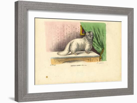 Angora Cat, 1863-79-Raimundo Petraroja-Framed Giclee Print