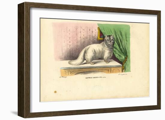 Angora Cat, 1863-79-Raimundo Petraroja-Framed Giclee Print