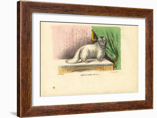 Angora Cat, 1863-79-Raimundo Petraroja-Framed Giclee Print