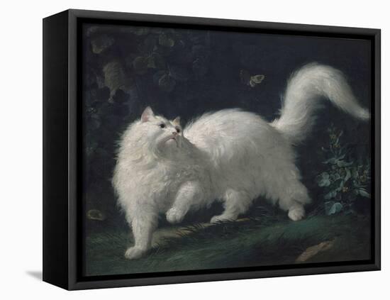 Angora Cat Chasing a Butterfly, C. 1760 (Oil on Canvas)-Jean Jacques Bachelier-Framed Premier Image Canvas