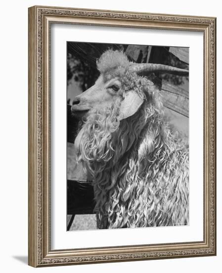 Angora Goat-Alfred Eisenstaedt-Framed Photographic Print