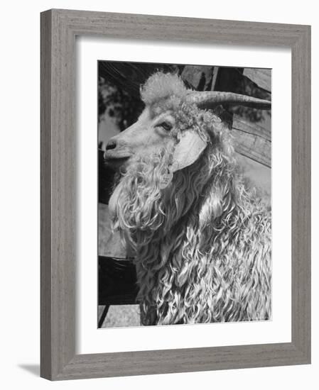 Angora Goat-Alfred Eisenstaedt-Framed Photographic Print