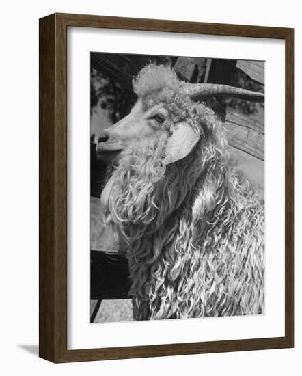 Angora Goat-Alfred Eisenstaedt-Framed Photographic Print