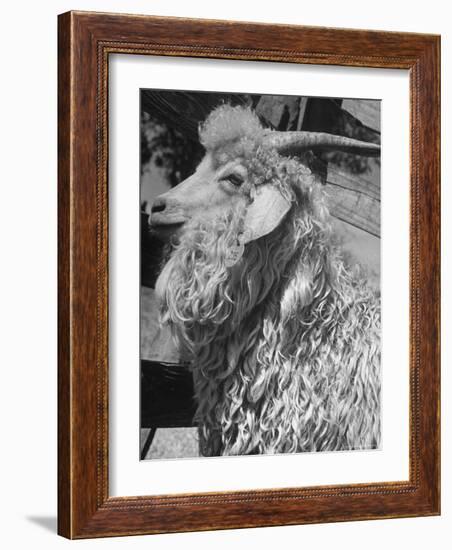 Angora Goat-Alfred Eisenstaedt-Framed Photographic Print