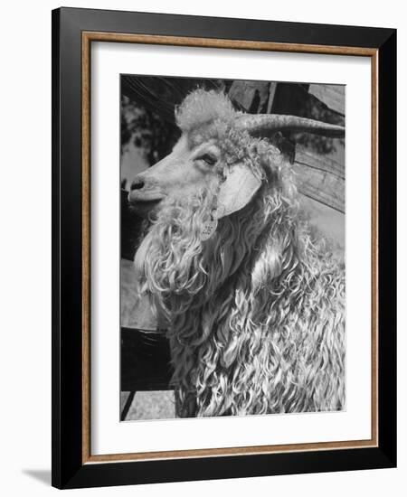 Angora Goat-Alfred Eisenstaedt-Framed Photographic Print