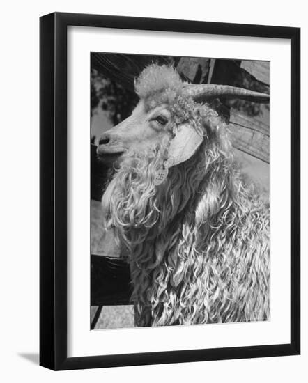 Angora Goat-Alfred Eisenstaedt-Framed Photographic Print