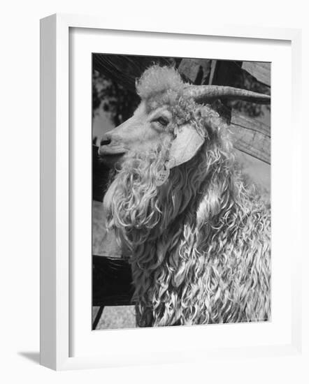 Angora Goat-Alfred Eisenstaedt-Framed Photographic Print