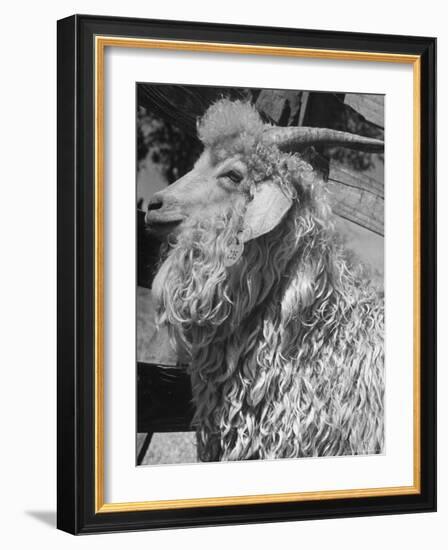 Angora Goat-Alfred Eisenstaedt-Framed Photographic Print