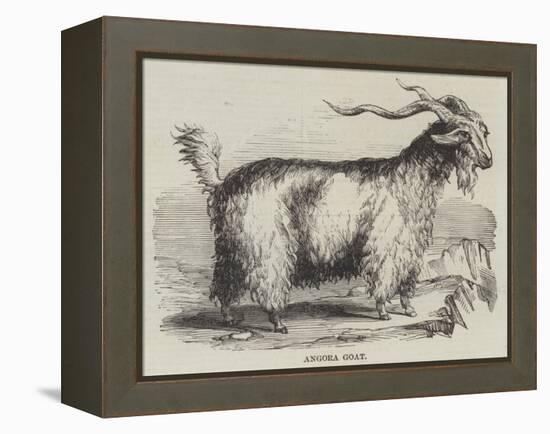 Angora Goat-null-Framed Premier Image Canvas