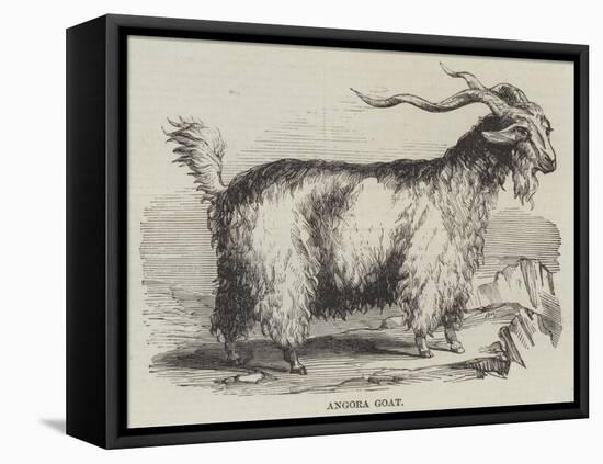 Angora Goat-null-Framed Premier Image Canvas