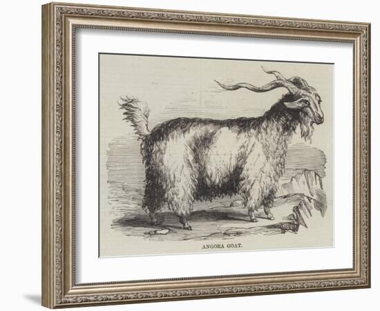 Angora Goat-null-Framed Giclee Print