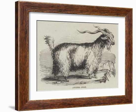 Angora Goat-null-Framed Giclee Print