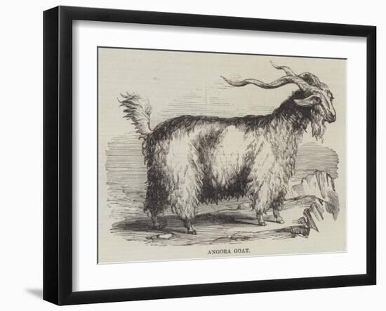 Angora Goat-null-Framed Giclee Print