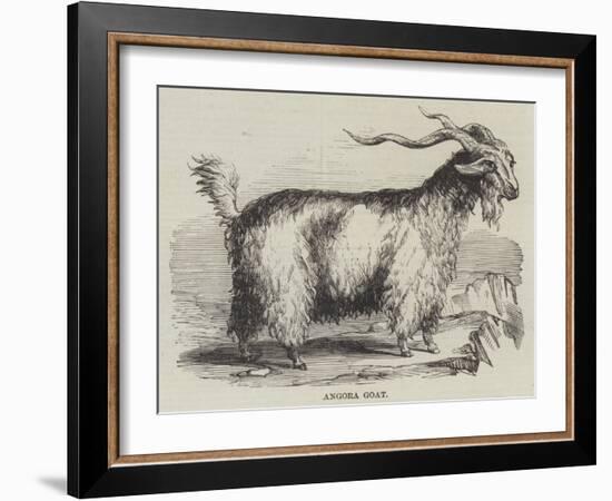 Angora Goat-null-Framed Giclee Print