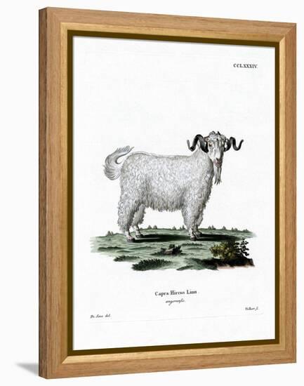 Angora Goat-null-Framed Premier Image Canvas