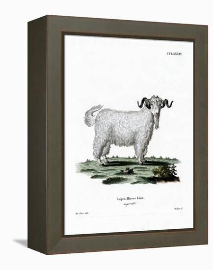 Angora Goat-null-Framed Premier Image Canvas