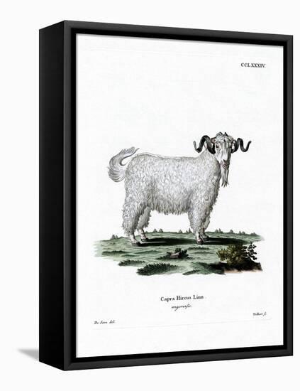 Angora Goat-null-Framed Premier Image Canvas