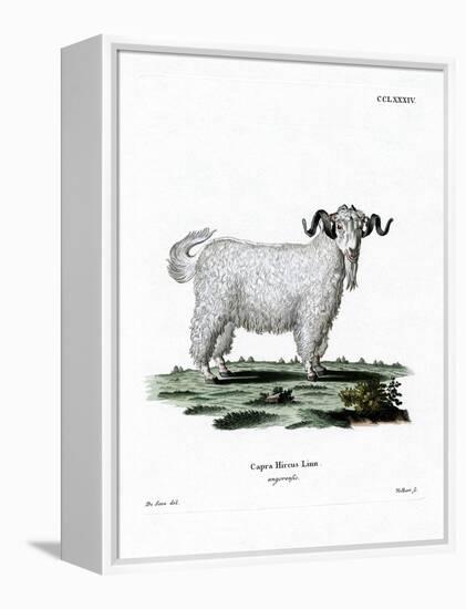 Angora Goat-null-Framed Premier Image Canvas