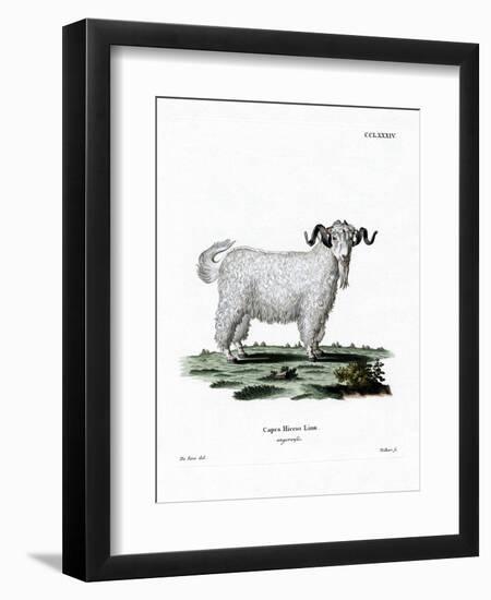 Angora Goat-null-Framed Premium Giclee Print