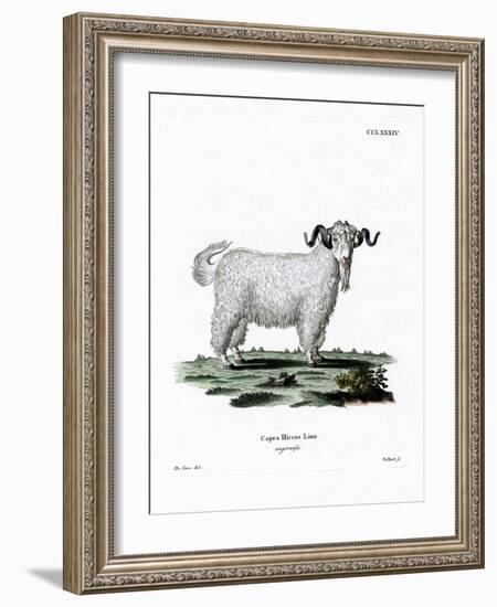 Angora Goat-null-Framed Giclee Print