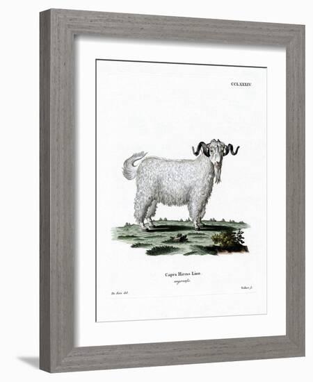 Angora Goat-null-Framed Giclee Print