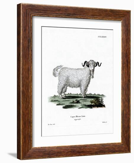 Angora Goat-null-Framed Giclee Print