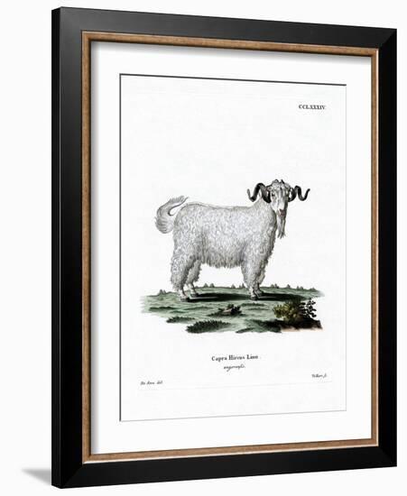 Angora Goat-null-Framed Giclee Print