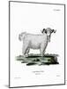 Angora Goat-null-Mounted Giclee Print