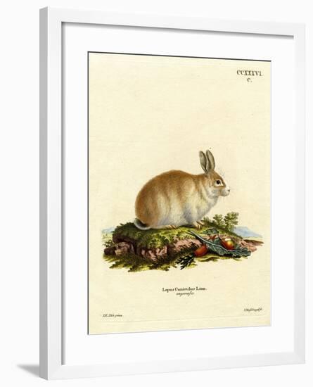 Angora Rabbit-null-Framed Giclee Print