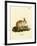 Angora Rabbit-null-Framed Giclee Print