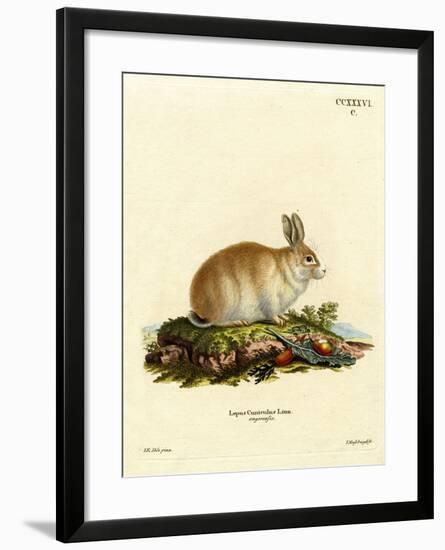 Angora Rabbit-null-Framed Giclee Print