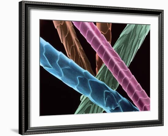 Angora Wool-Science Photo Library-Framed Photographic Print