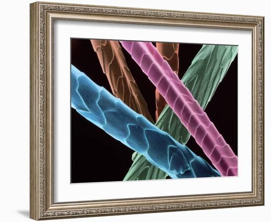 Angora Wool-Science Photo Library-Framed Photographic Print