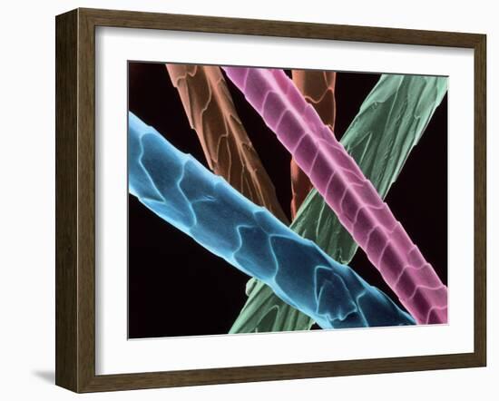 Angora Wool-Science Photo Library-Framed Photographic Print