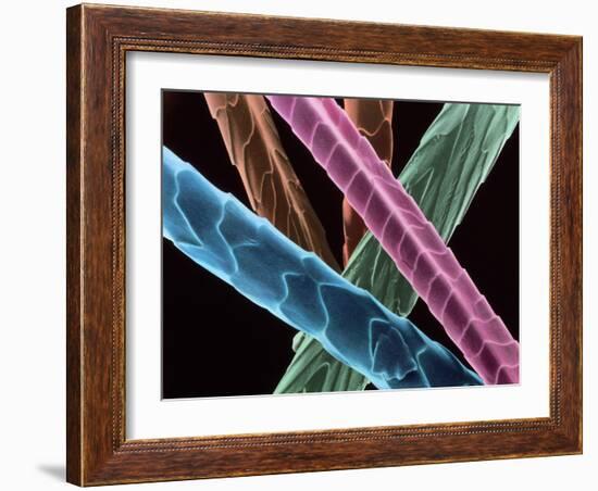 Angora Wool-Science Photo Library-Framed Photographic Print