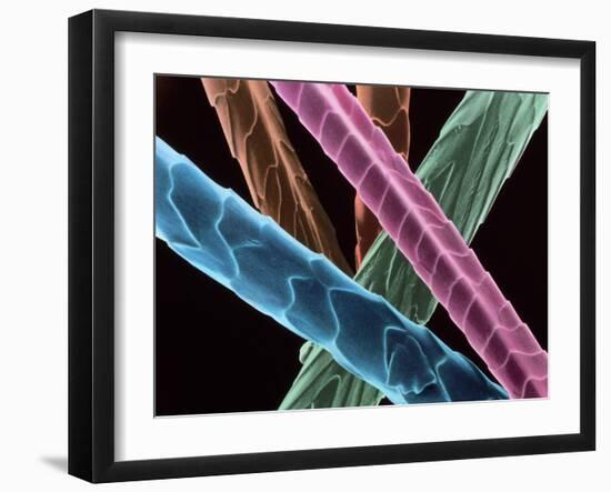 Angora Wool-Science Photo Library-Framed Photographic Print