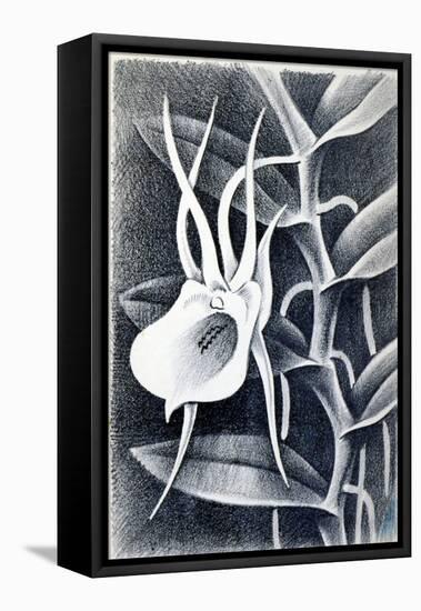 Angraecum, 1948-Isabel Alexander-Framed Premier Image Canvas