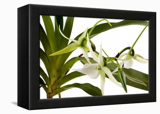 Angraecum Veitchii-Fabio Petroni-Framed Premier Image Canvas